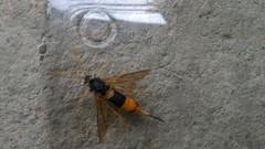 Urocerus gigas