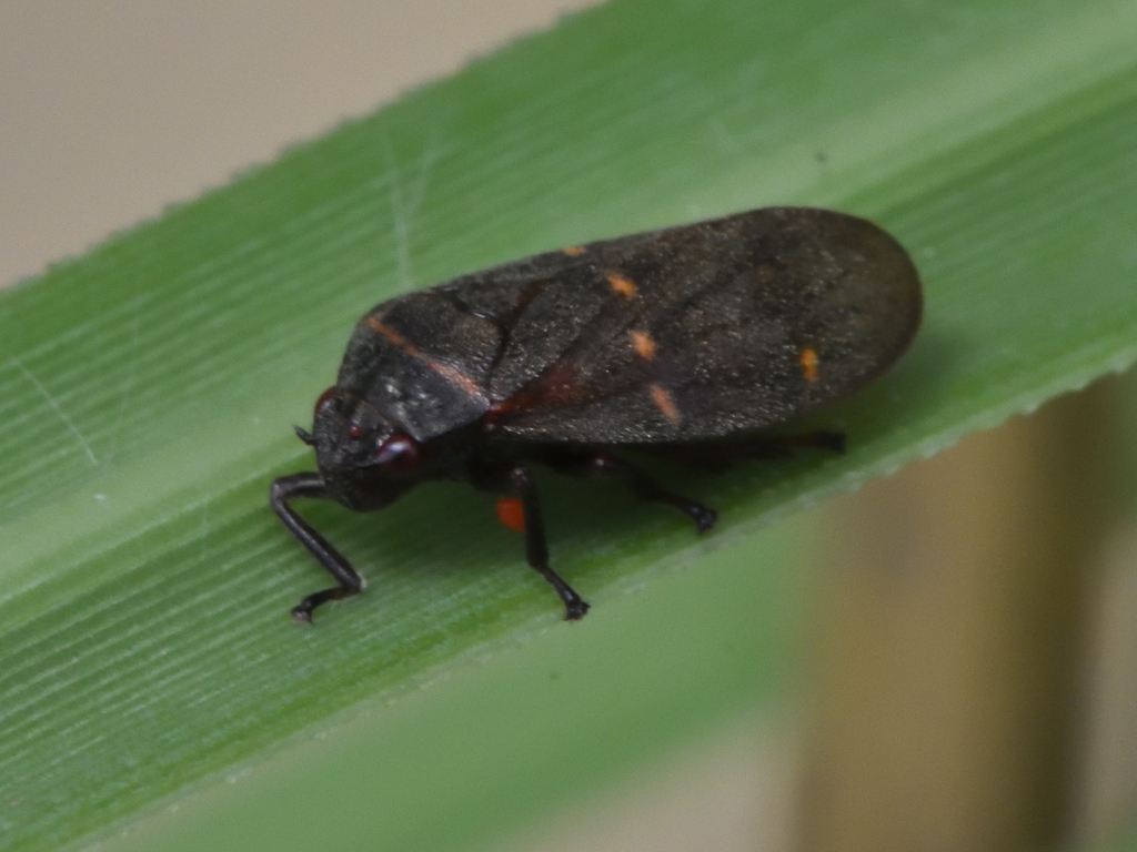 Prosapia teapana