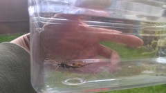 Urocerus gigas