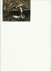 Rhodocollybia oregonensis