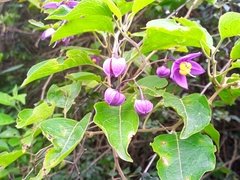 Solanum dulcamaroides