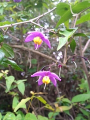 Solanum dulcamaroides