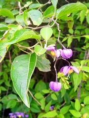 Solanum dulcamaroides