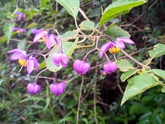 Solanum dulcamaroides