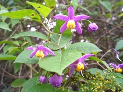 Solanum dulcamaroides