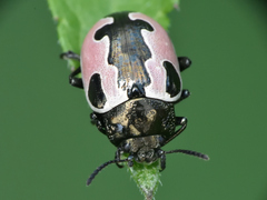 Calligrapha aeneopicta