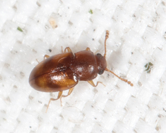 Toramus pulchellus
