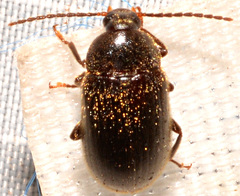 Hymenorus obesus