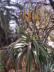 Aloe spicata