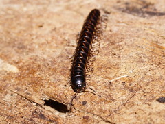 Phyllocladosoma dorrigense