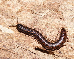 Phyllocladosoma dorrigense