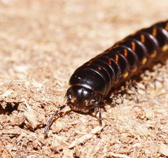 Phyllocladosoma dorrigense