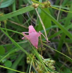 Amblycorypha oblongifolia