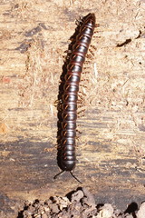 Phyllocladosoma dorrigense