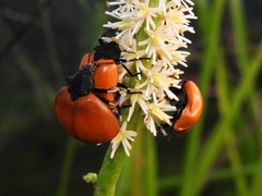 Chalcas obesa