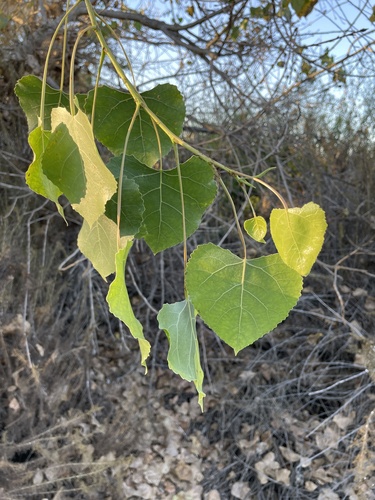 iNaturalist observation photo of Frémont Cottonwood