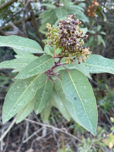 iNaturalist observation photo of laurel sumac