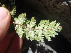 Notholaena grayi