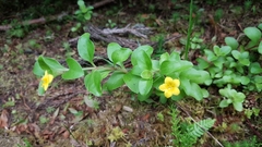 Lysimachia azorica