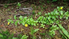 Lysimachia azorica