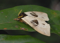 Dirphiopsis
