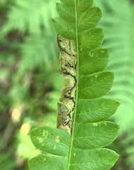 Chirosia filicis
