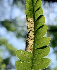 Chirosia filicis