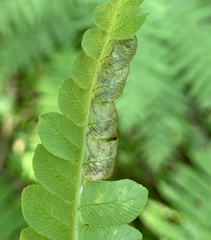 Chirosia filicis