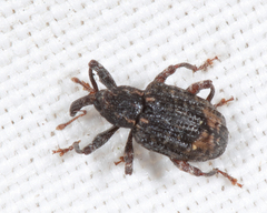 Conotrachelus aratus