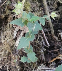 Calceolaria perfoliata