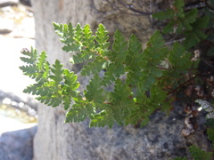 Notholaena grayi