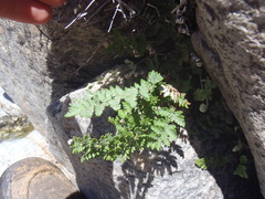 Notholaena grayi