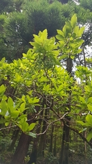 Vaccinium cylindraceum