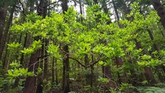 Vaccinium cylindraceum