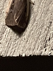 Ochropleura implecta