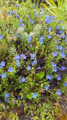 Lithodora
