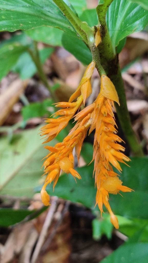 Globba fragilis