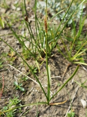 Blysmus sinocompressus