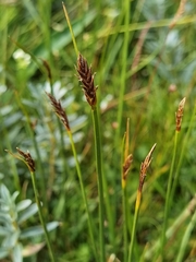 Blysmus sinocompressus