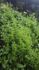 Galium aparine