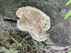 Vanderbylia robiniophila