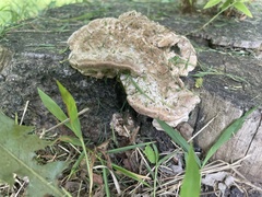 Vanderbylia robiniophila