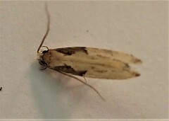 Crypsitricha pharotoma