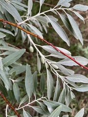 Elaeagnus angustifolia
