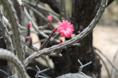 Peniocereus viperinus