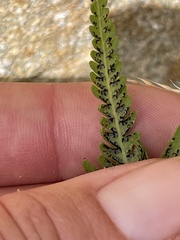 Pelazoneuron puberulum sonorense