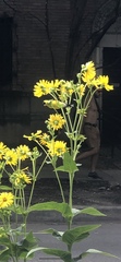Spinus tristis