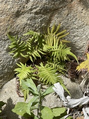 Pelazoneuron puberulum sonorense