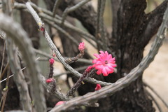 Peniocereus viperinus