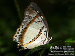 Polyura nepenthes